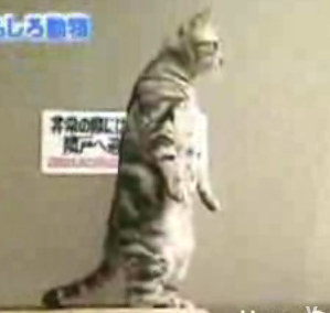 The Amazing Standing Cat!